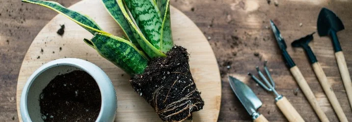 Umtopfen einer Zimmerpflanze